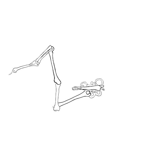 Dem bones dem bones dem – dry bones!