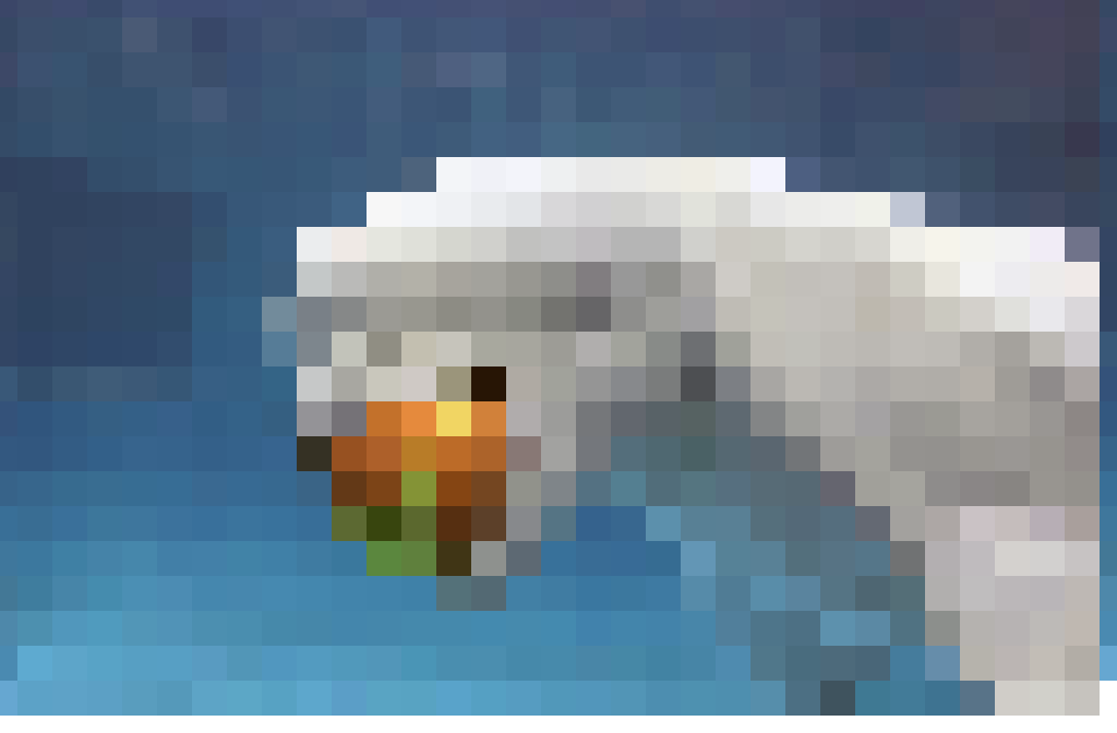 beluga