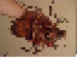 cockroach
