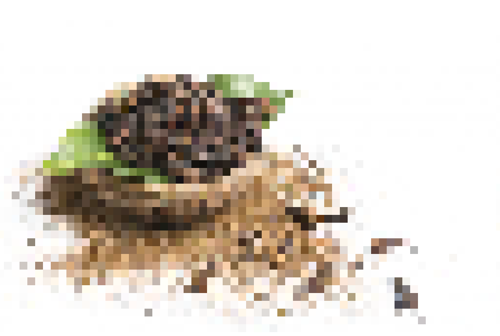 cloves