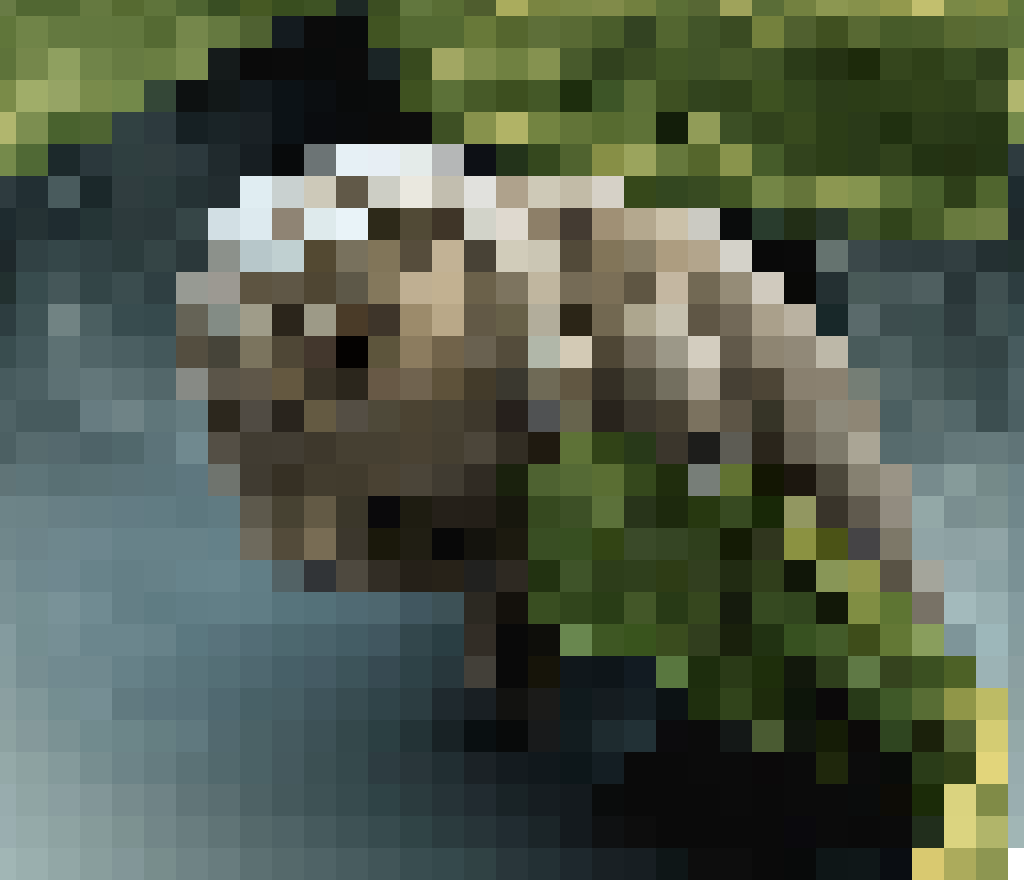 Tardigrade in Moss