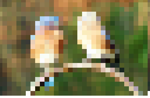 bluebirds