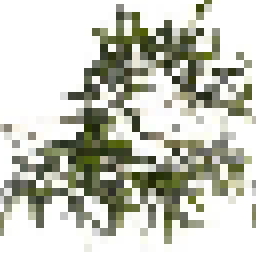branches