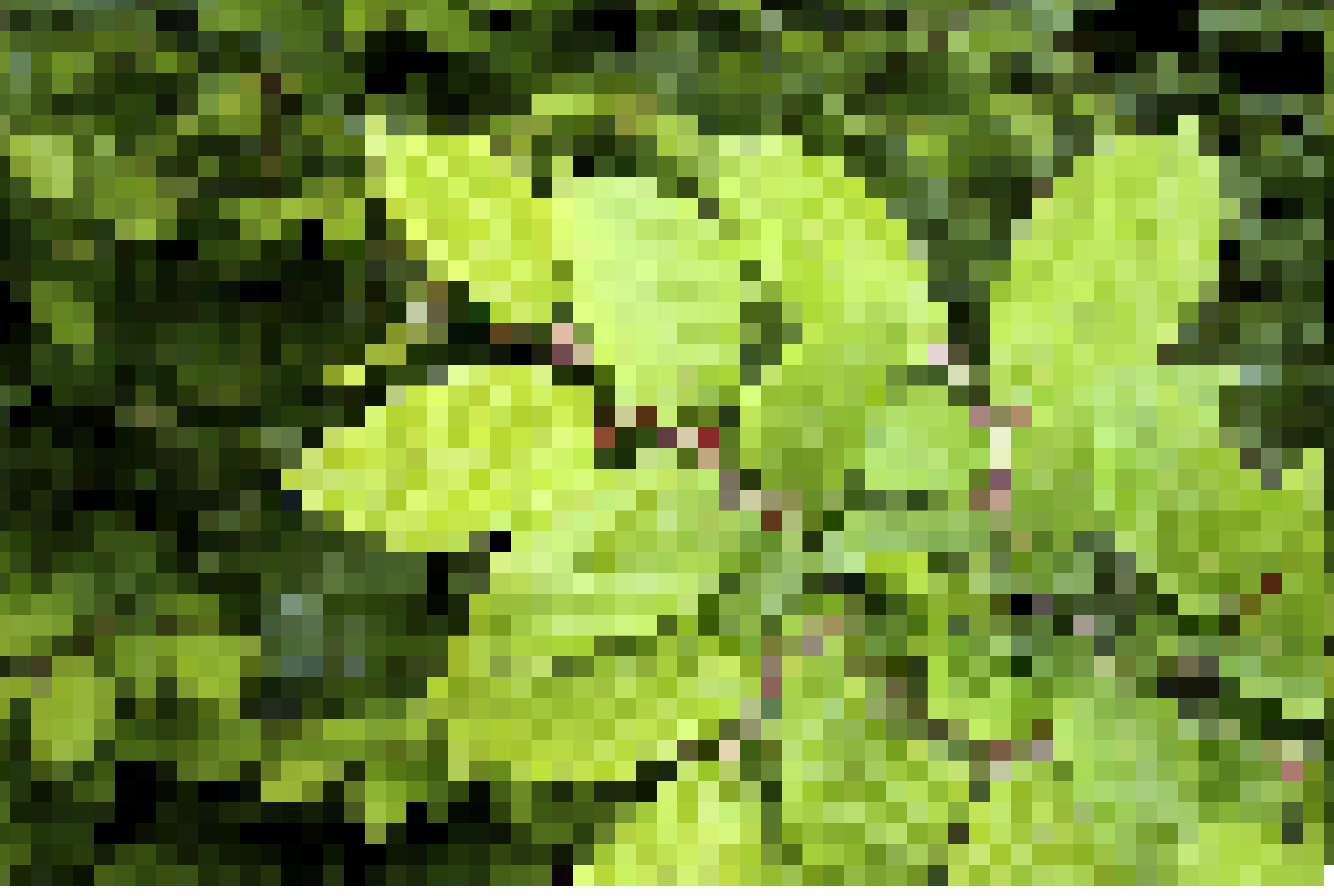 chlorophyll