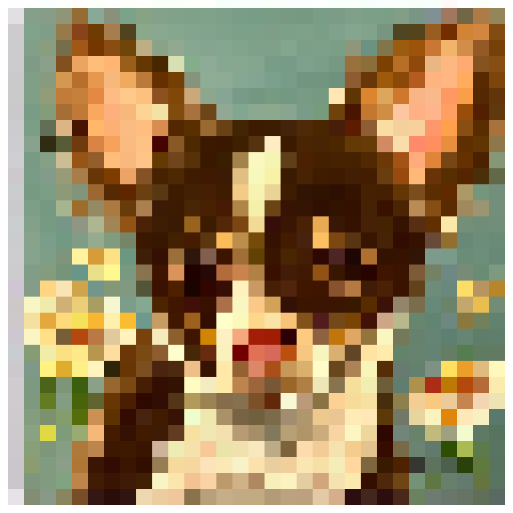 chihuahua