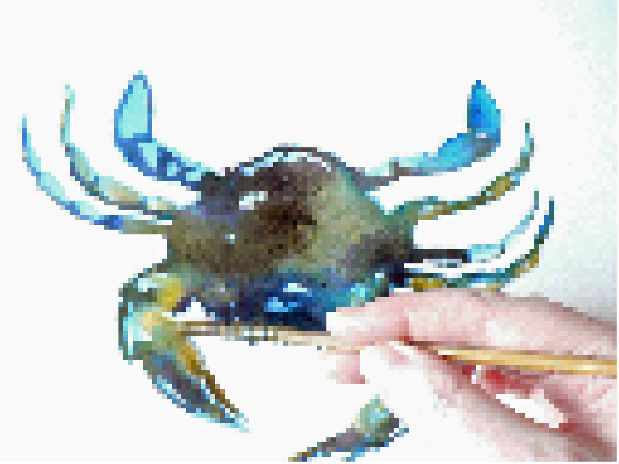 crabs