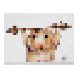 hamster