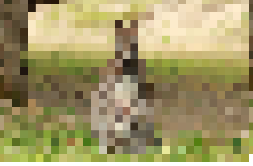 kangaroo