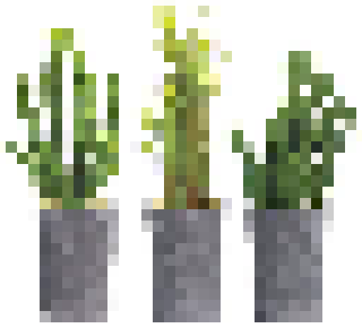 cacti
