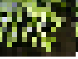 conifers