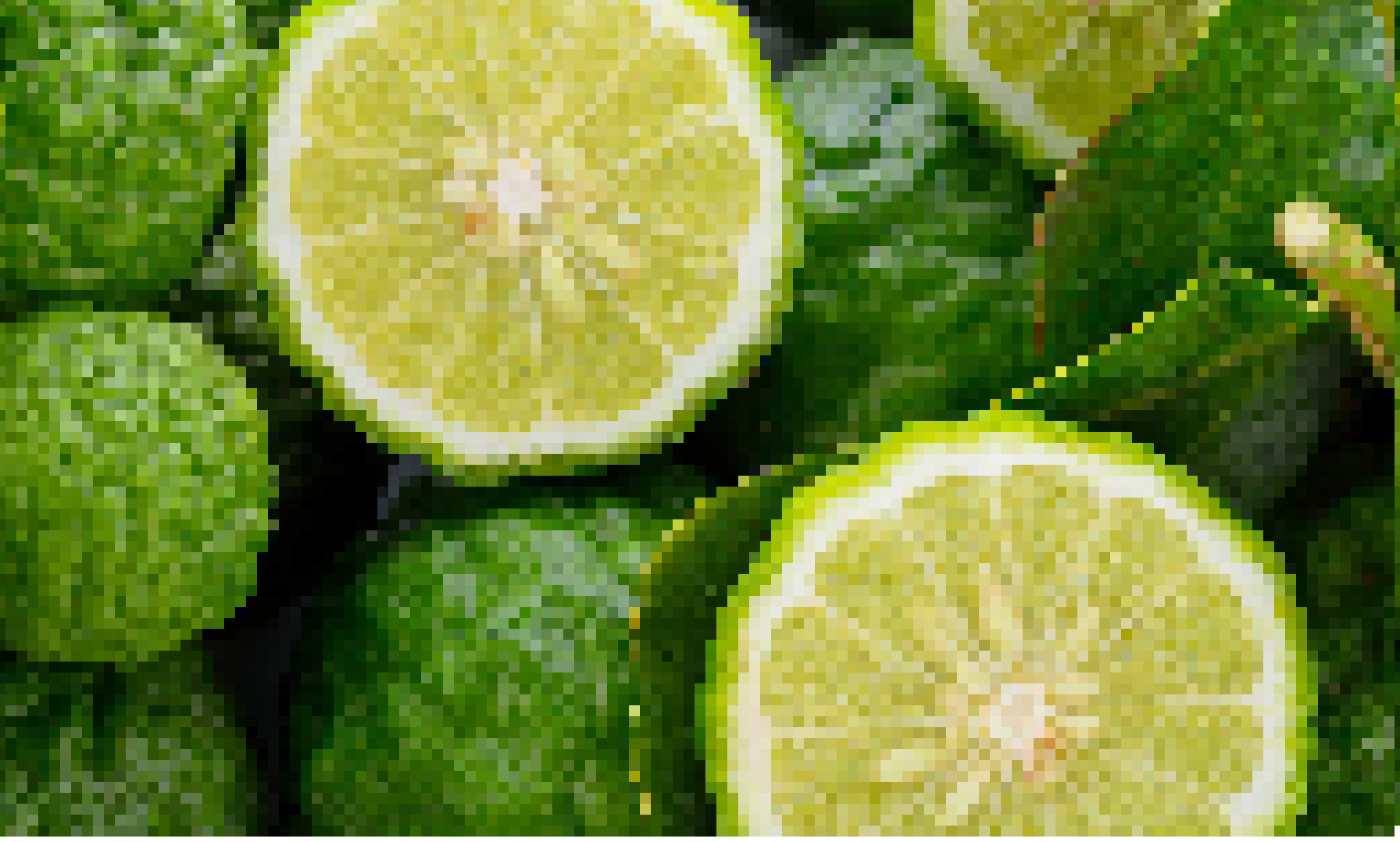bergamot