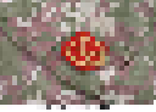 commandant