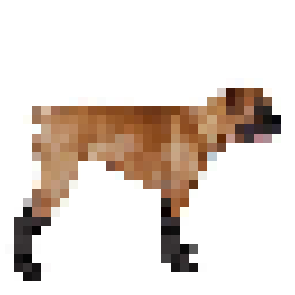boxer