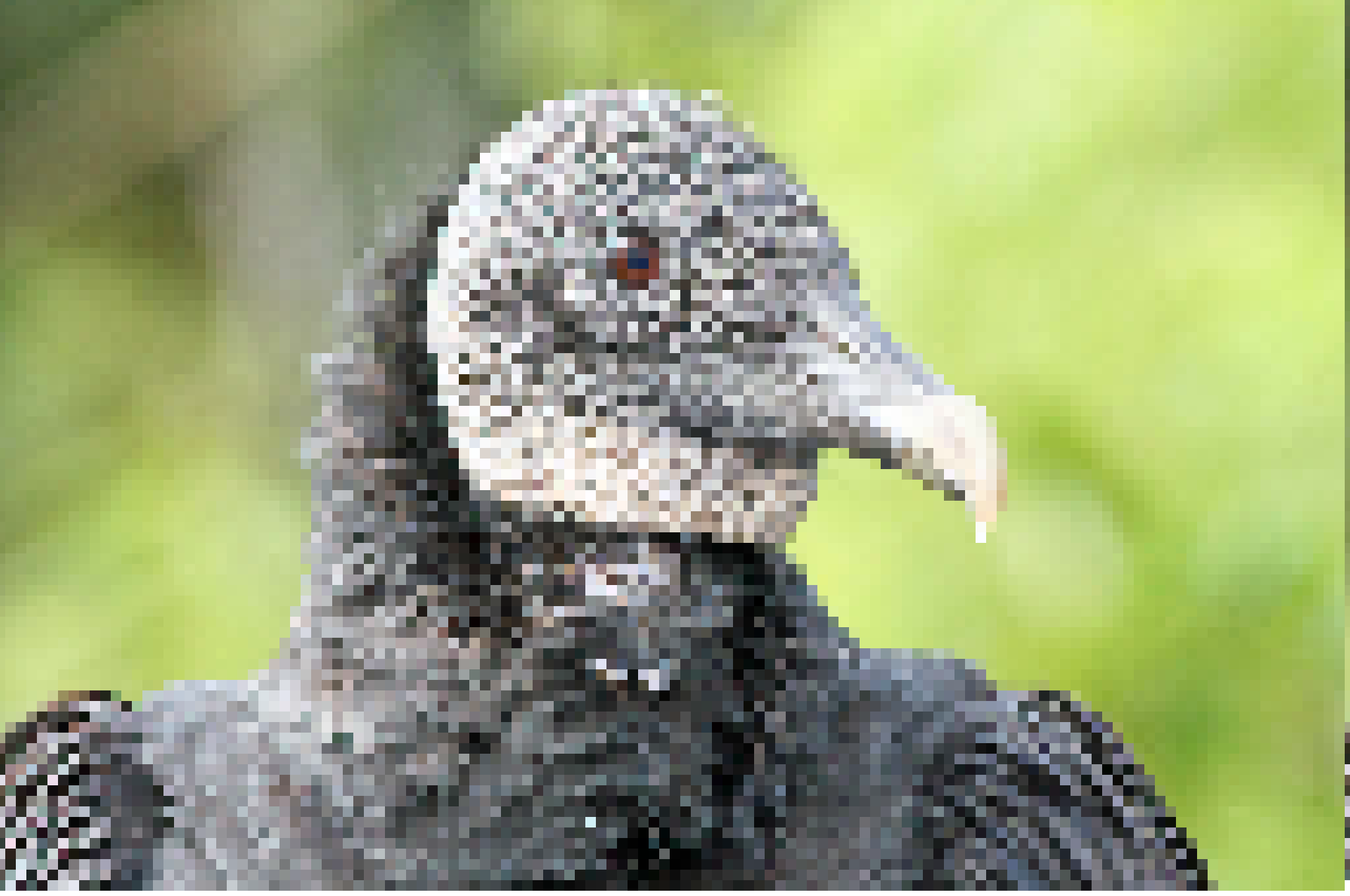 buzzards