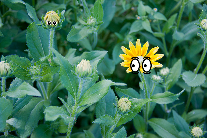 Flower, Flower