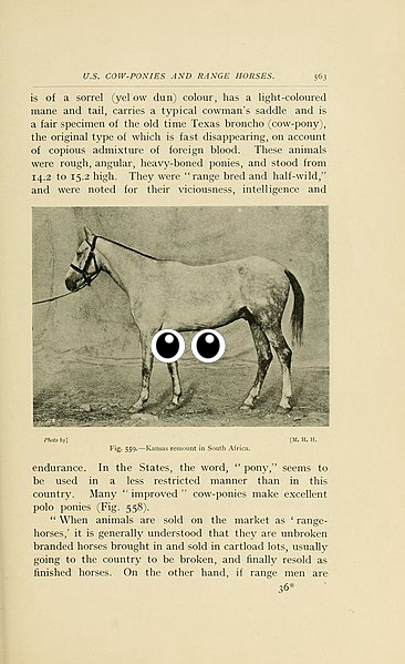 Horse