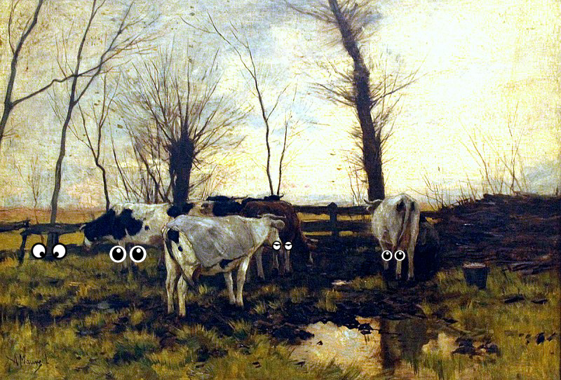 Cattle, Cattle, Cattle, Animal, Cattle, Cattle