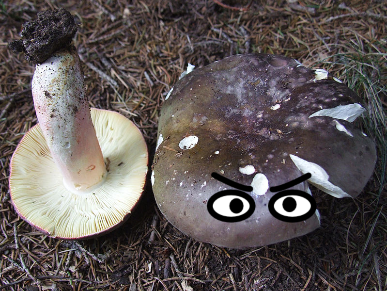Mushroom, Mushroom