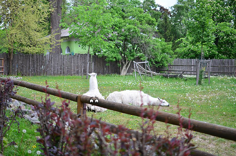 Alpaca
