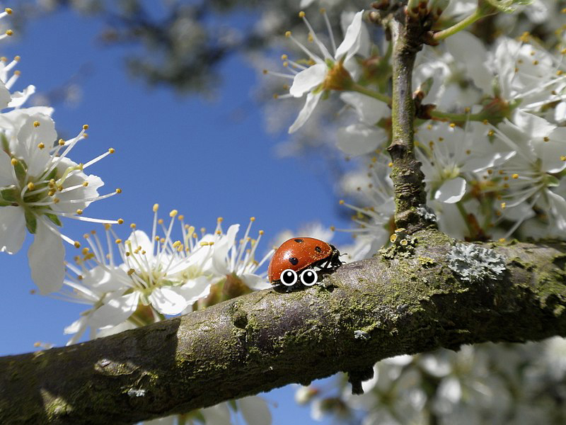 Flower, Lady bug