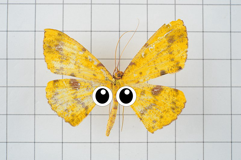 Moths and butterflies