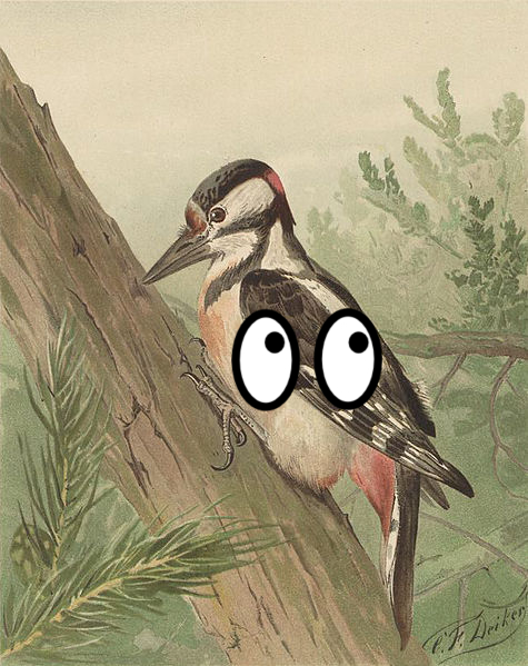 Bird