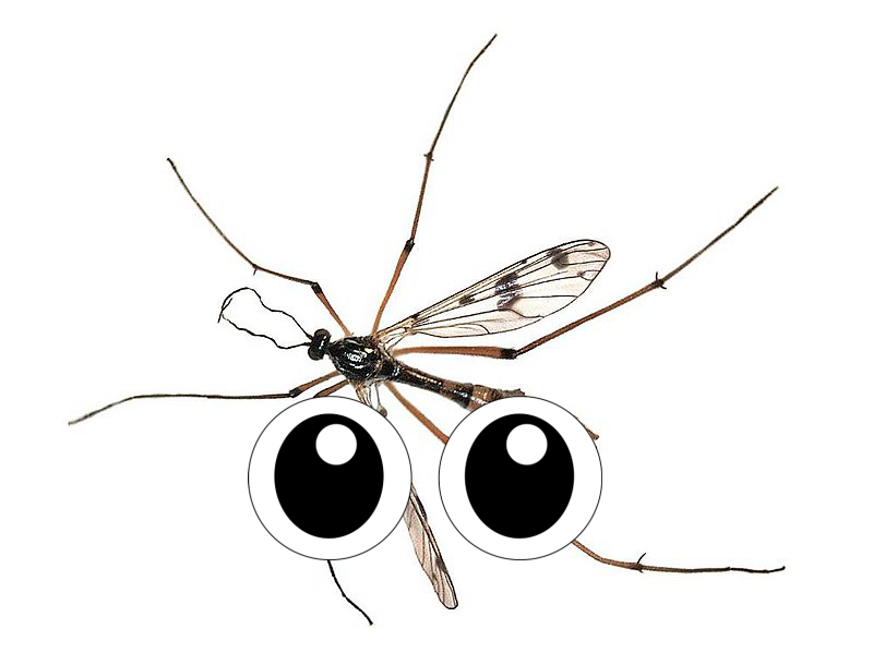 Insect
