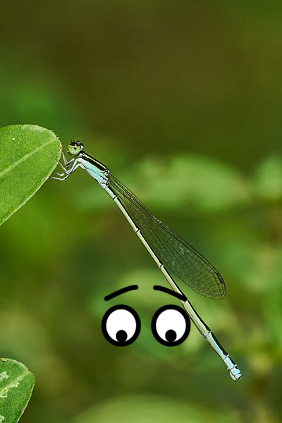 Dragonfly