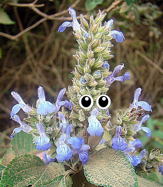Flower, Flower