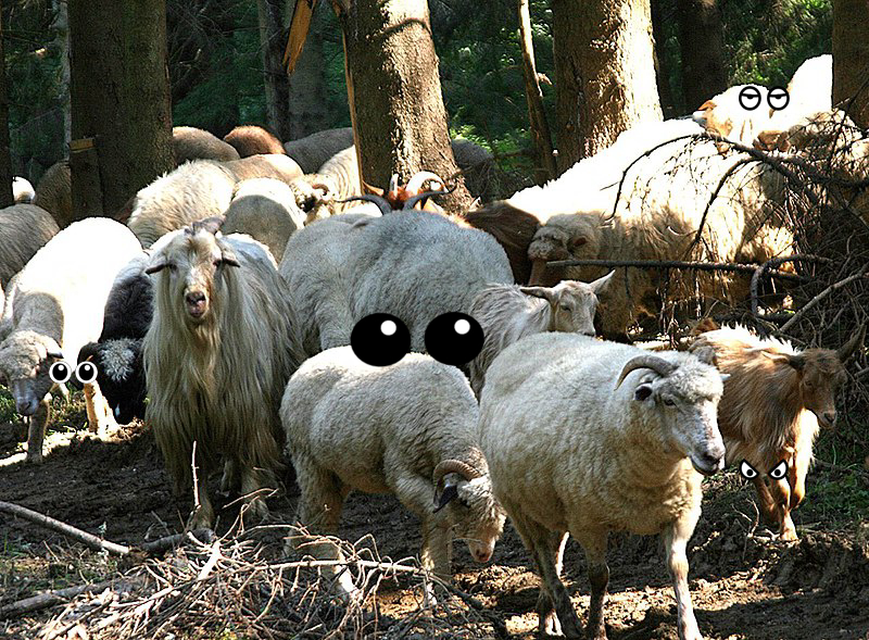 Sheep, Animal, Sheep, Sheep, Sheep, Sheep, Sheep, Sheep, Animal