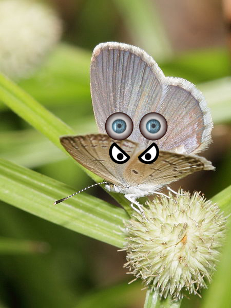 Animal, Butterfly