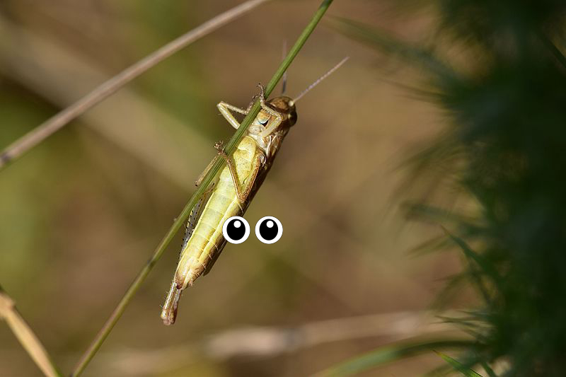 Insect
