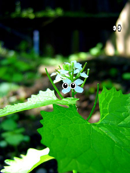 Plant, Flower, Animal
