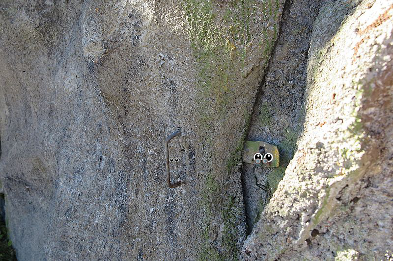 Animal, Insect, Animal