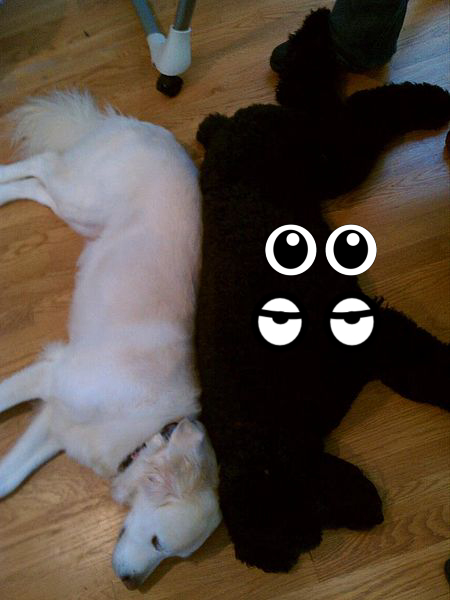 Animal, Cat, Cat