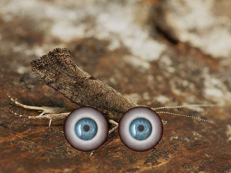 Insect