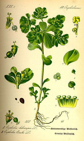 Animal, Plant