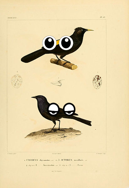Bird, Bird