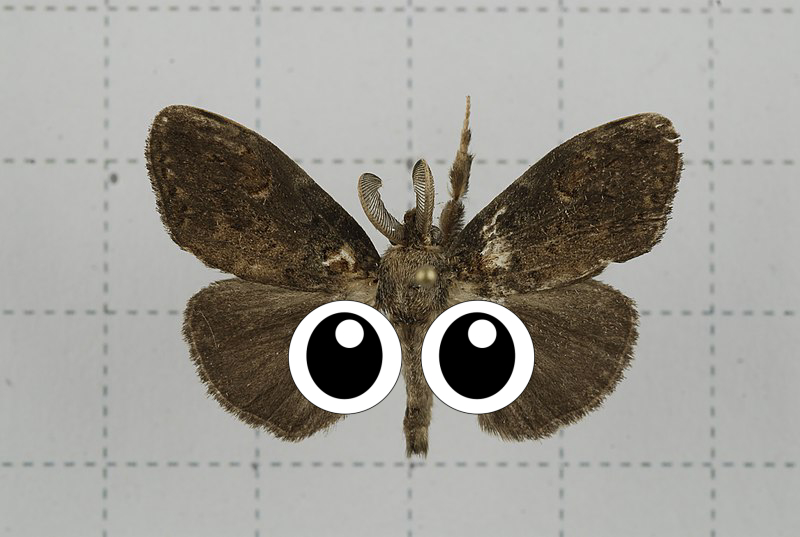 Moths and butterflies
