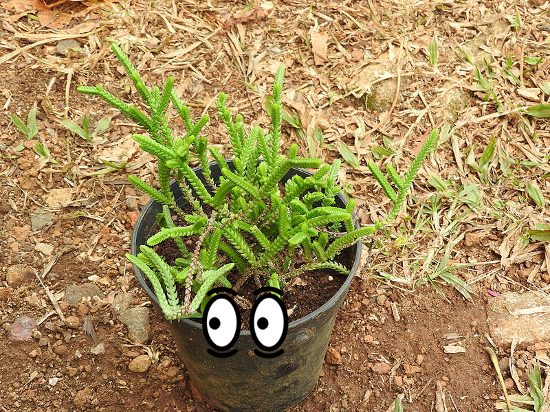 Flowerpot