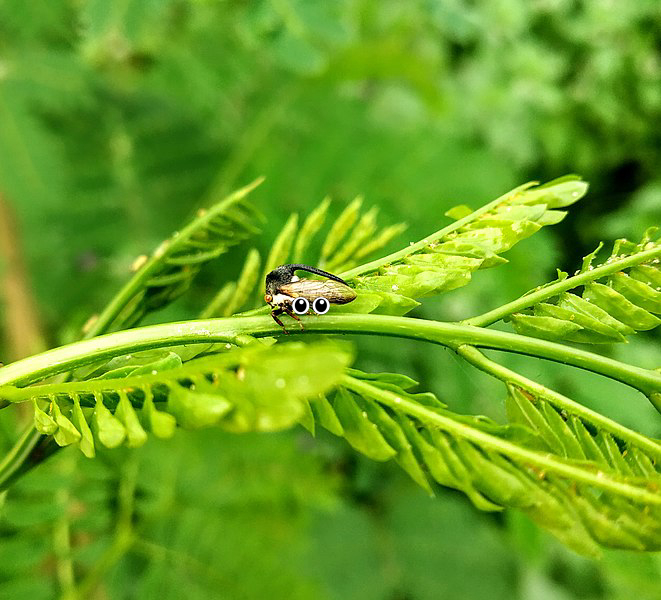 Insect
