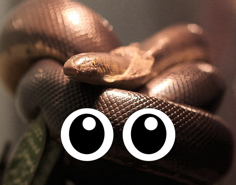 Snake