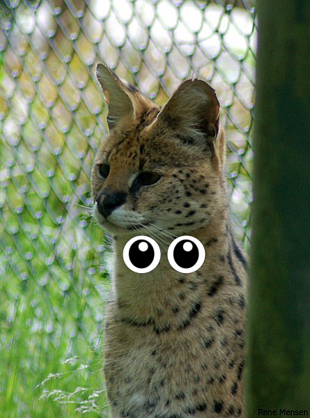 Animal