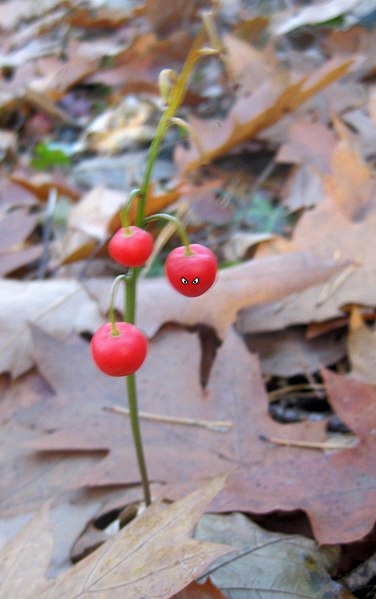 Fruit