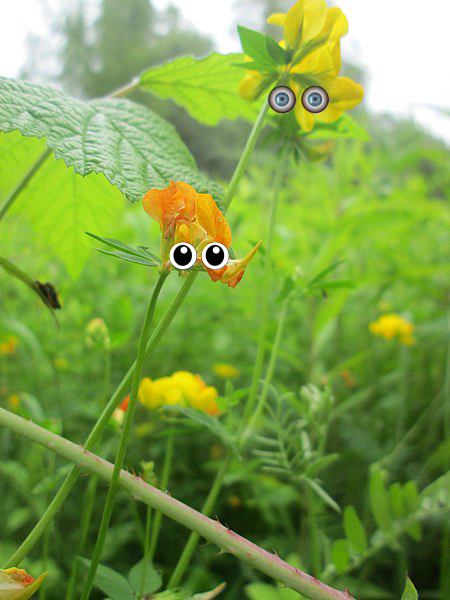 Flower, Flower