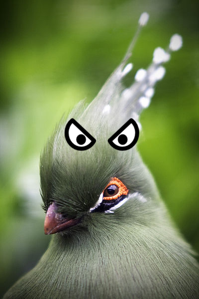 Bird