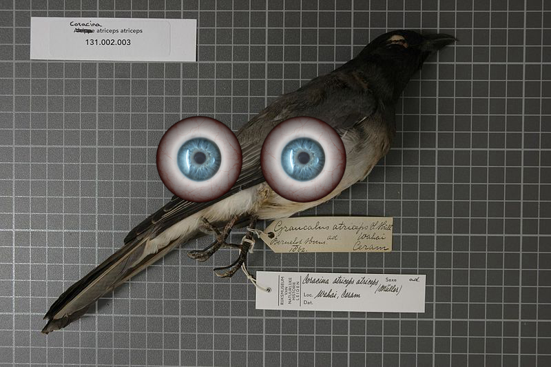 Bird
