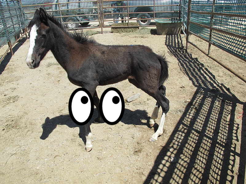 Horse