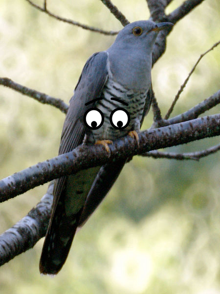 Bird