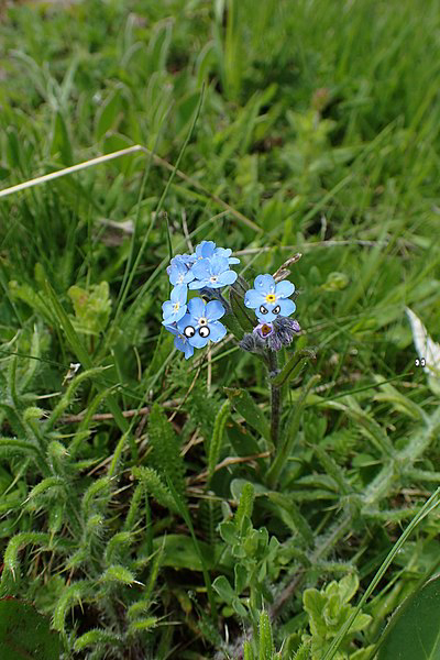 Flower, Flower, Flower, Flower
